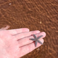 A friendly starfish....we put him back into the water🥰