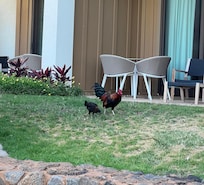 Chickens. Damn chickens everywhere. Expect daily rooster wake up calls đ€Ł