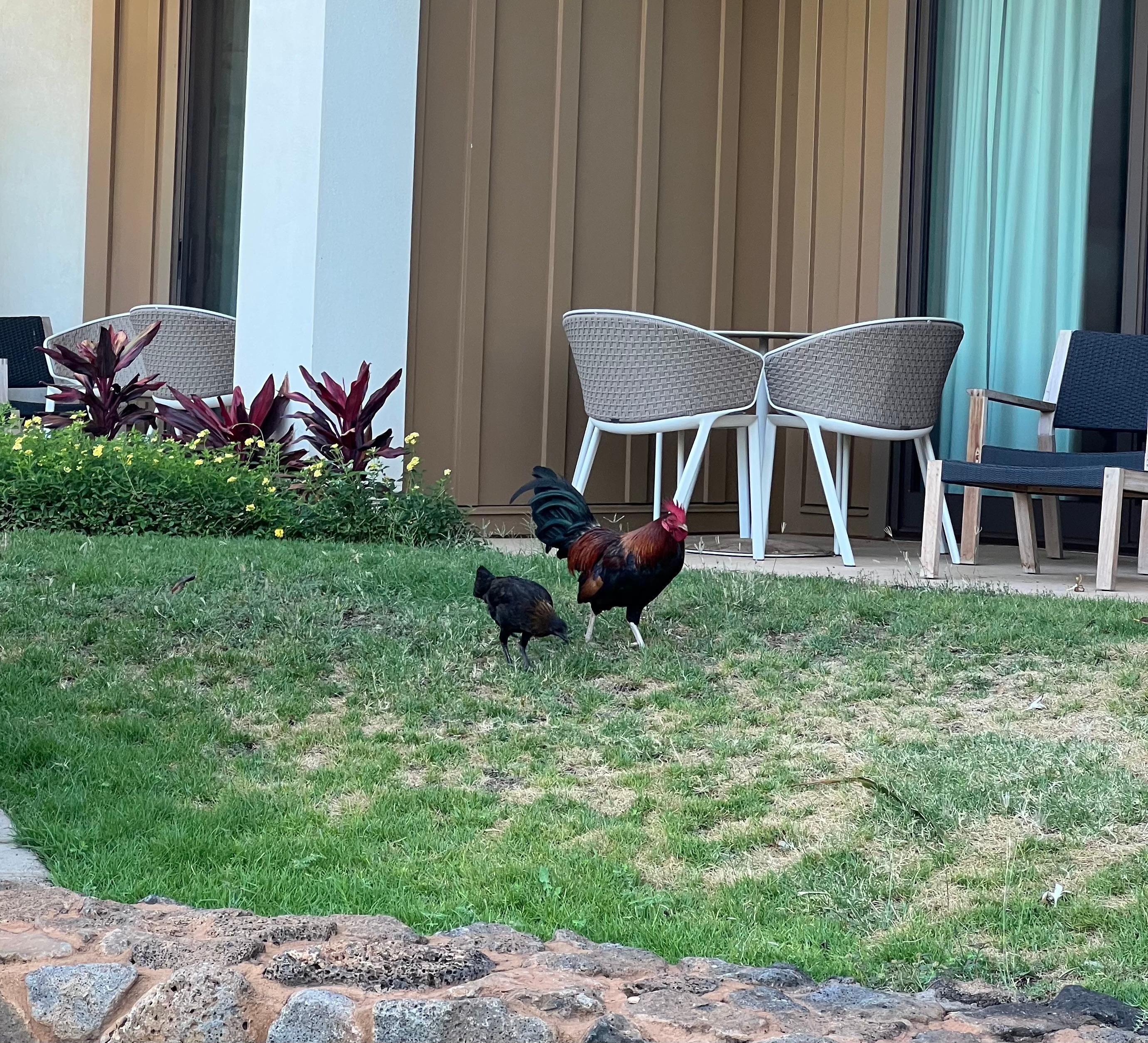 Chickens. Damn chickens everywhere. Expect daily rooster wake up calls 🤣