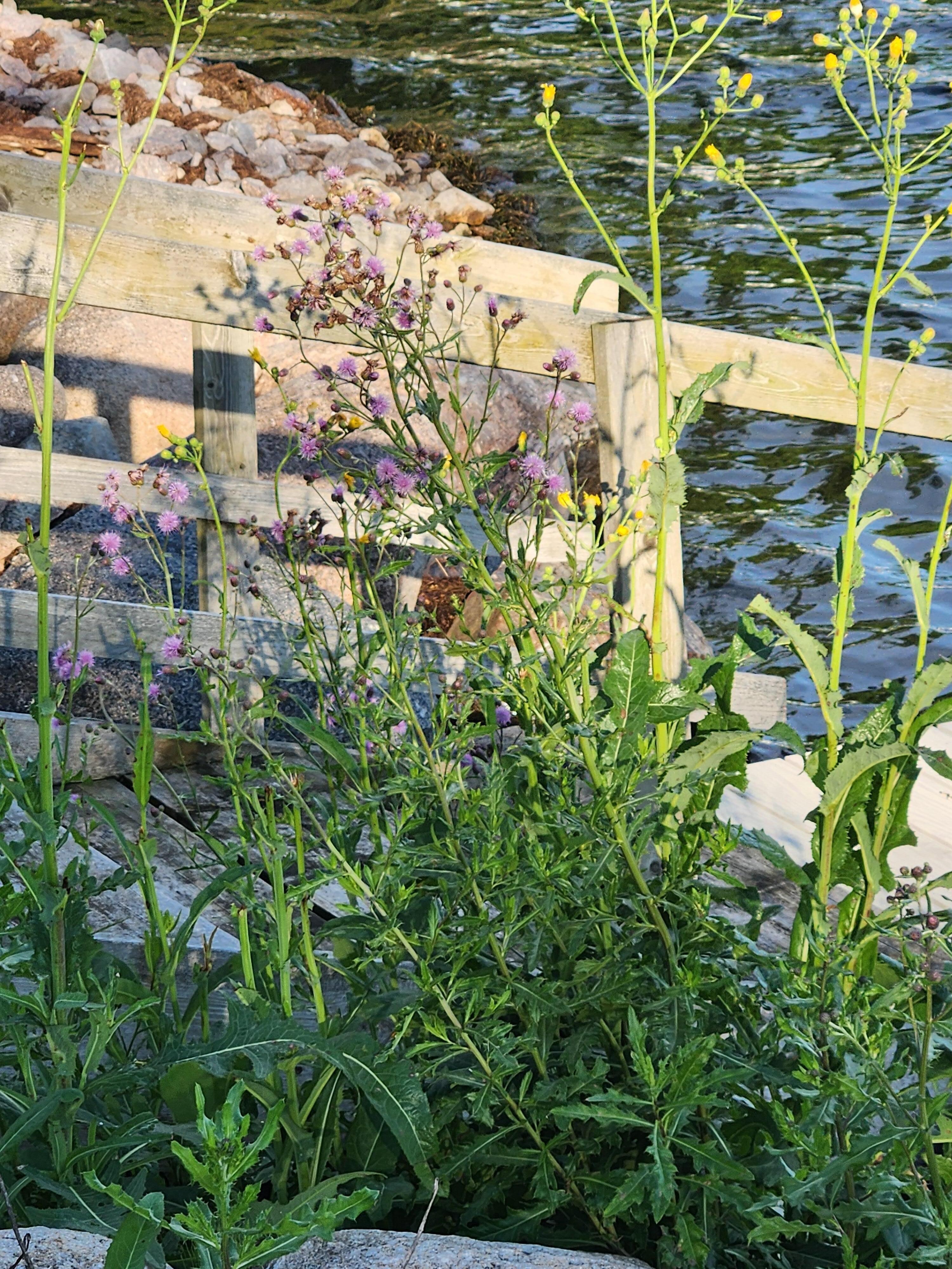 Flowers by the dock