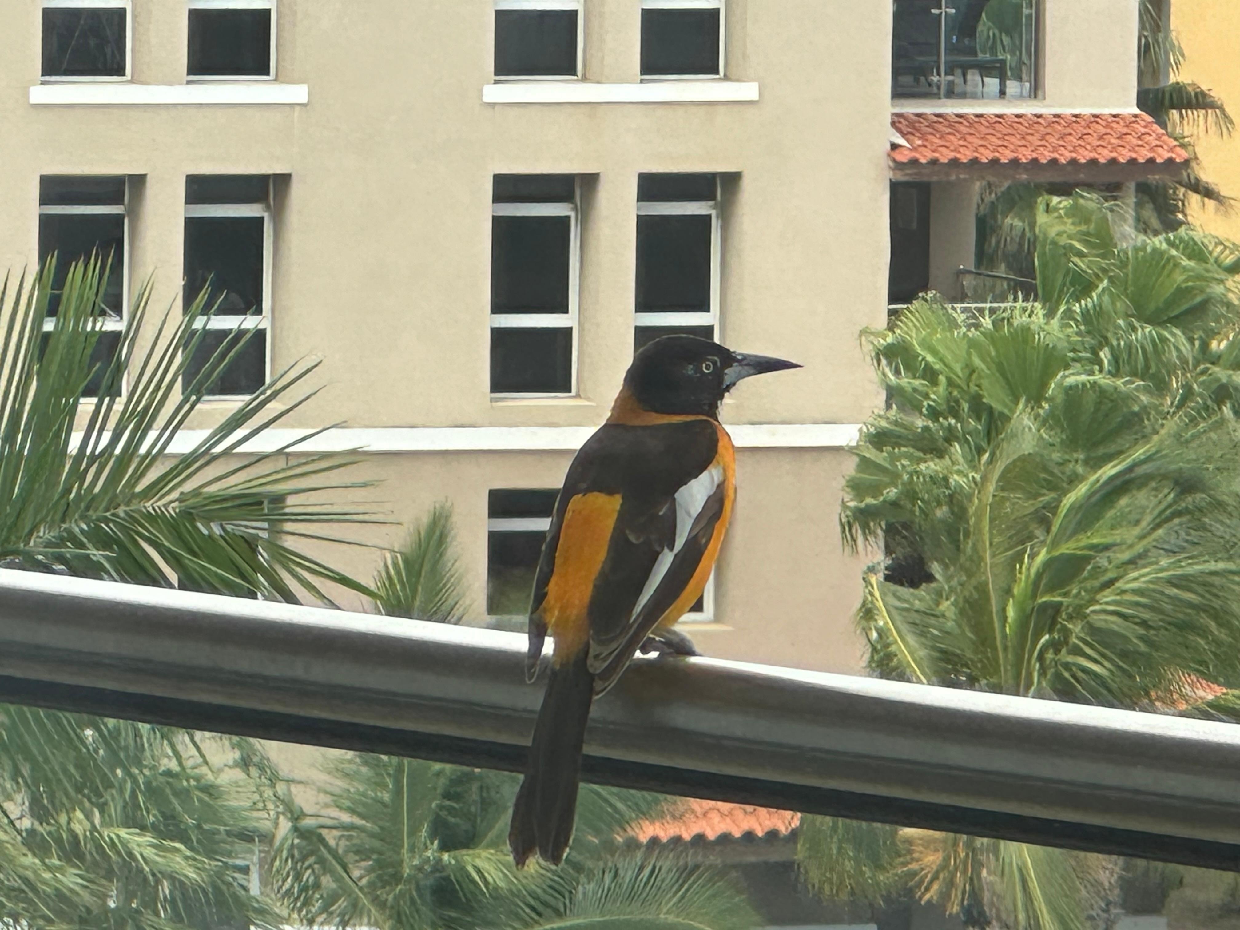 Birds from the garden pool