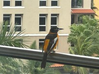 Birds from the garden pool