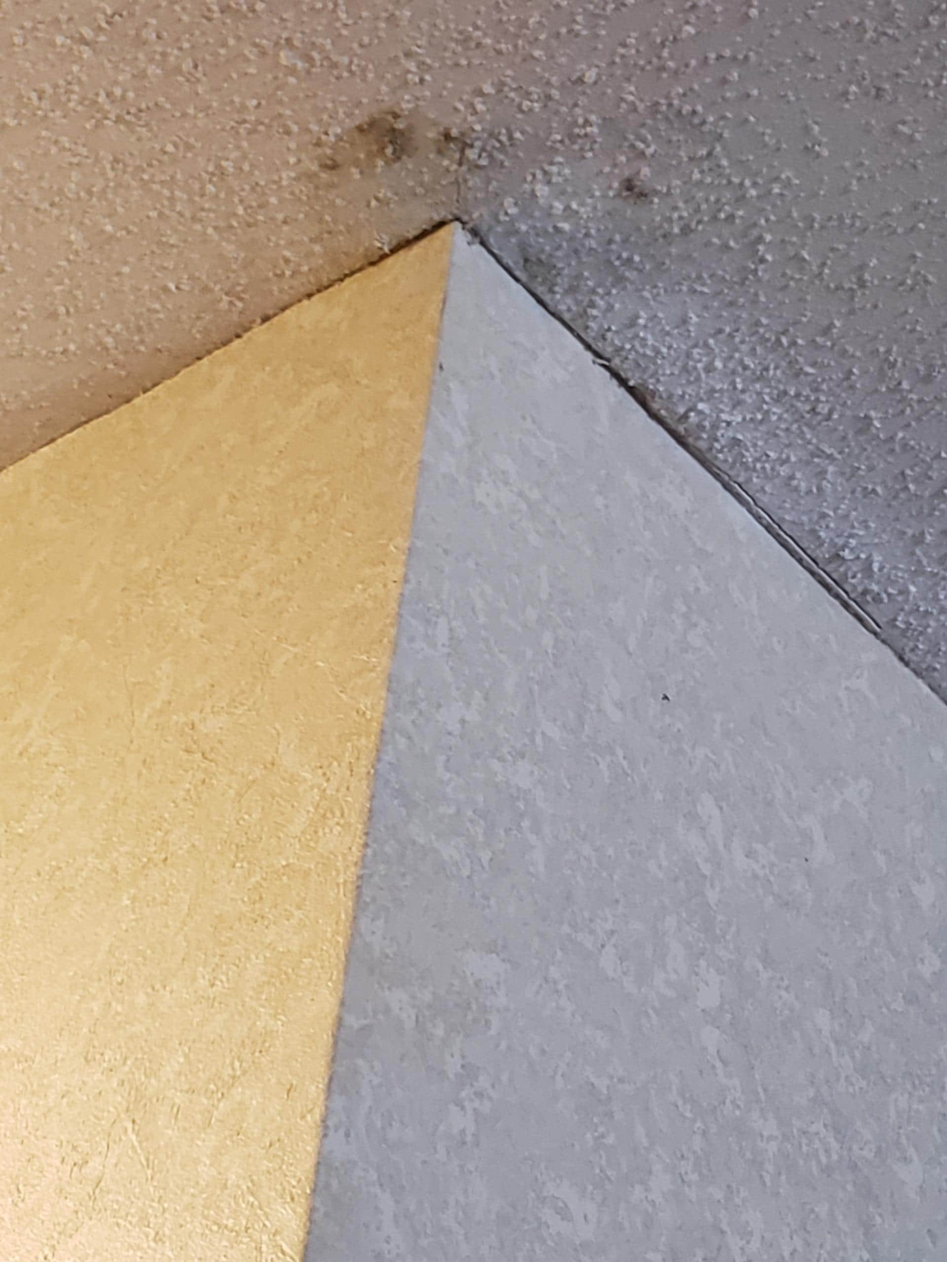 Mold in the bathroom