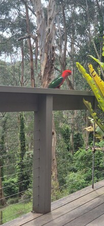 Beautiful bird came to say hello