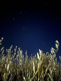 Star filled nights.