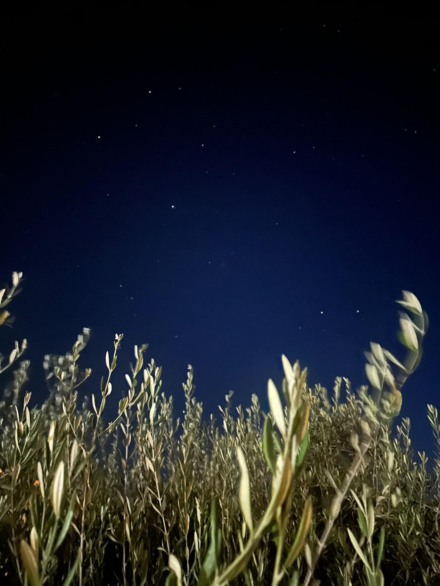 Star filled nights.