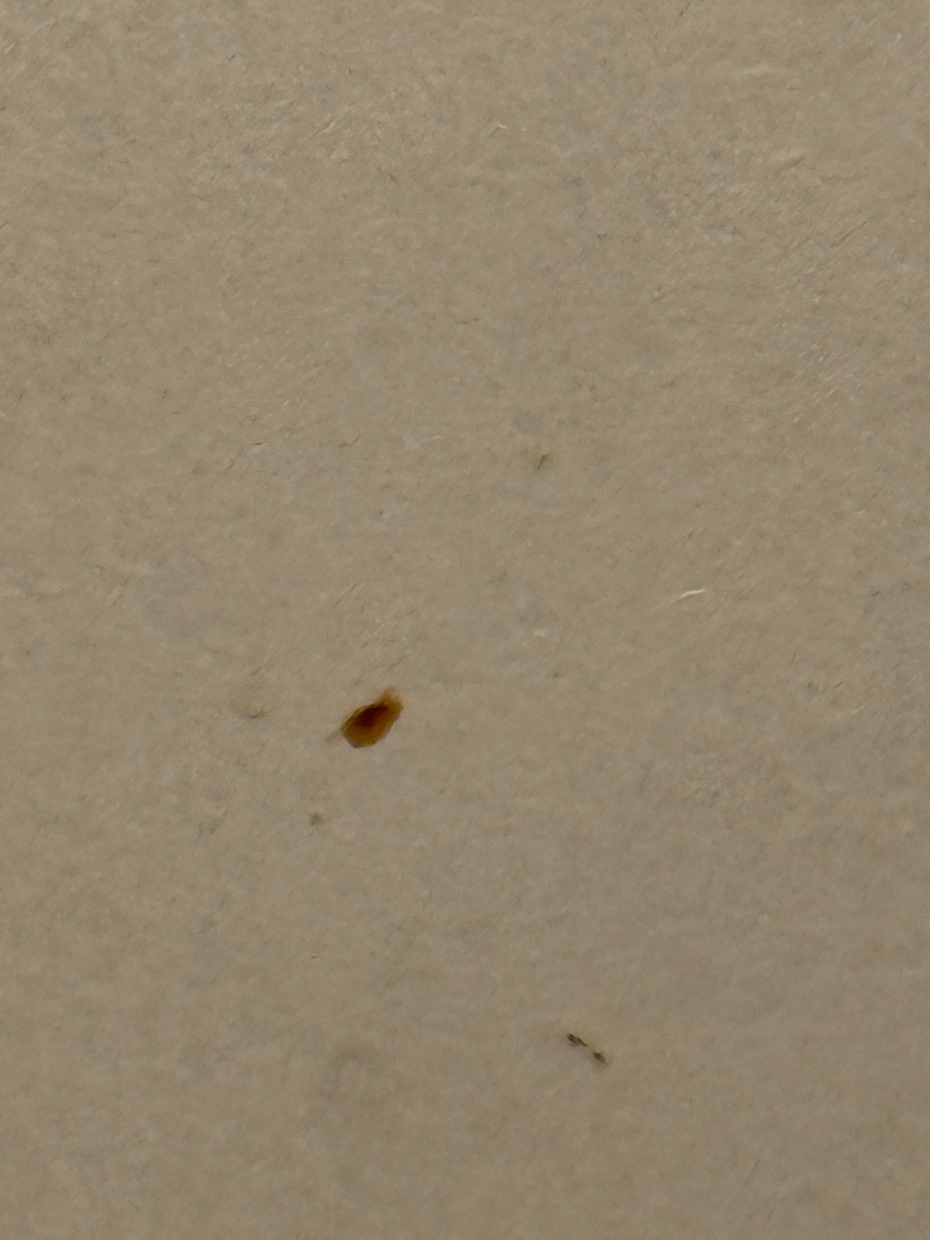 What looked like dried blood stuck to the bathroom door 