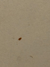 What looked like dried blood stuck to the bathroom door