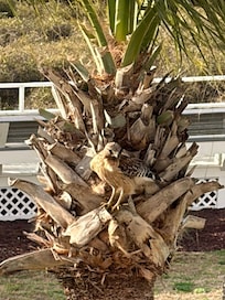 Our buddy The Red Shouldered Hawk