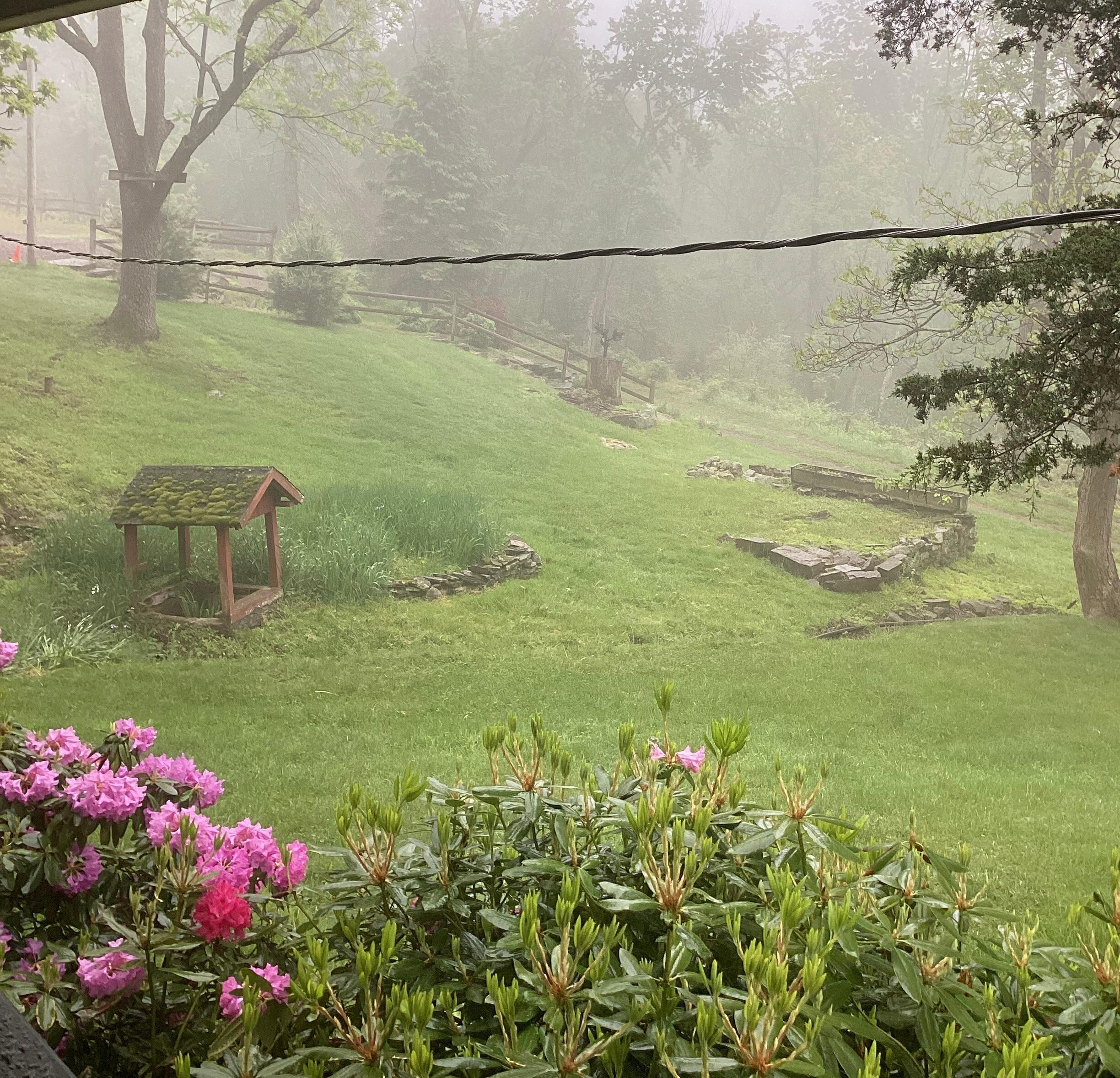 Early morning - front lawn