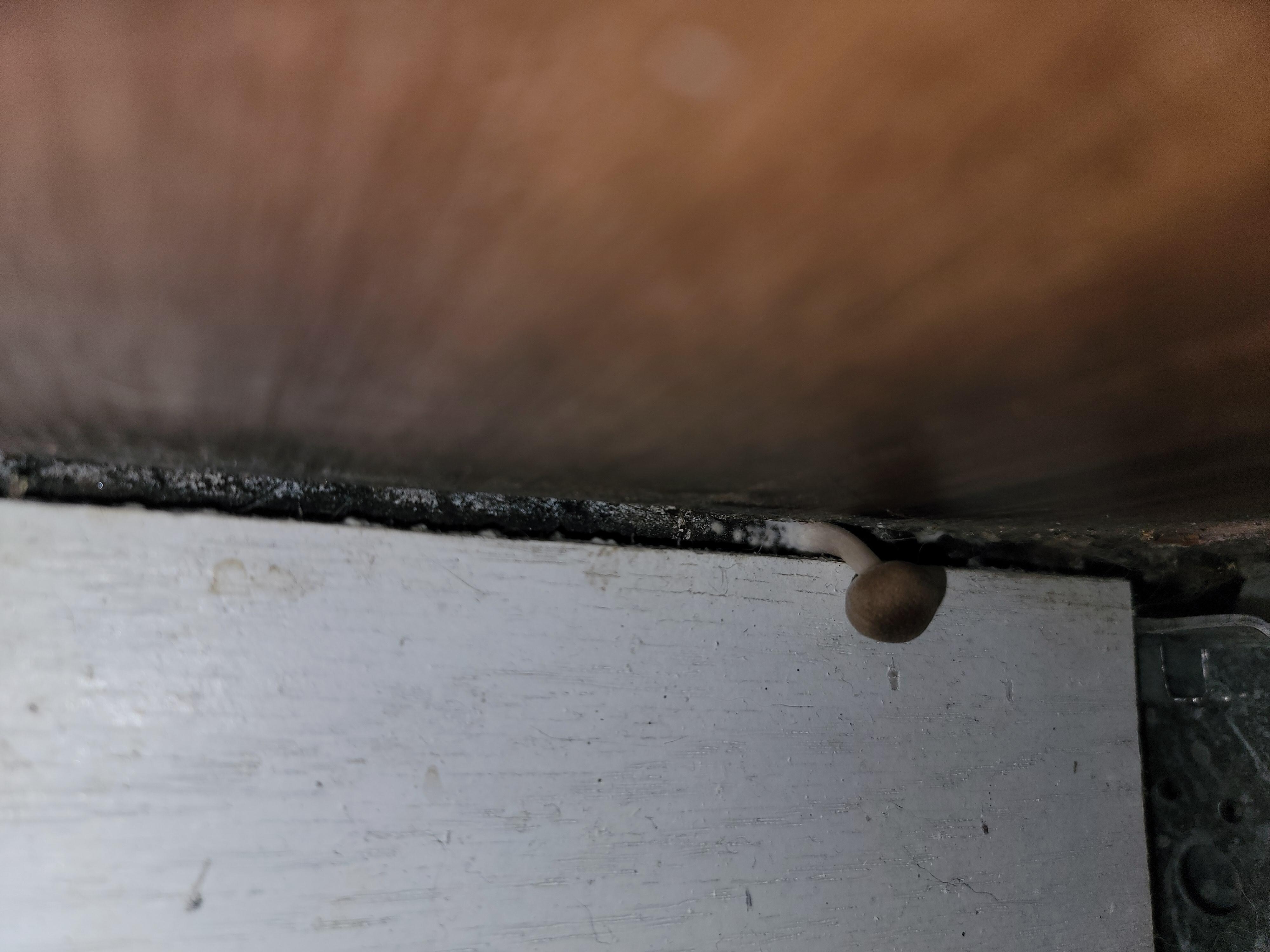 Mushroom day1