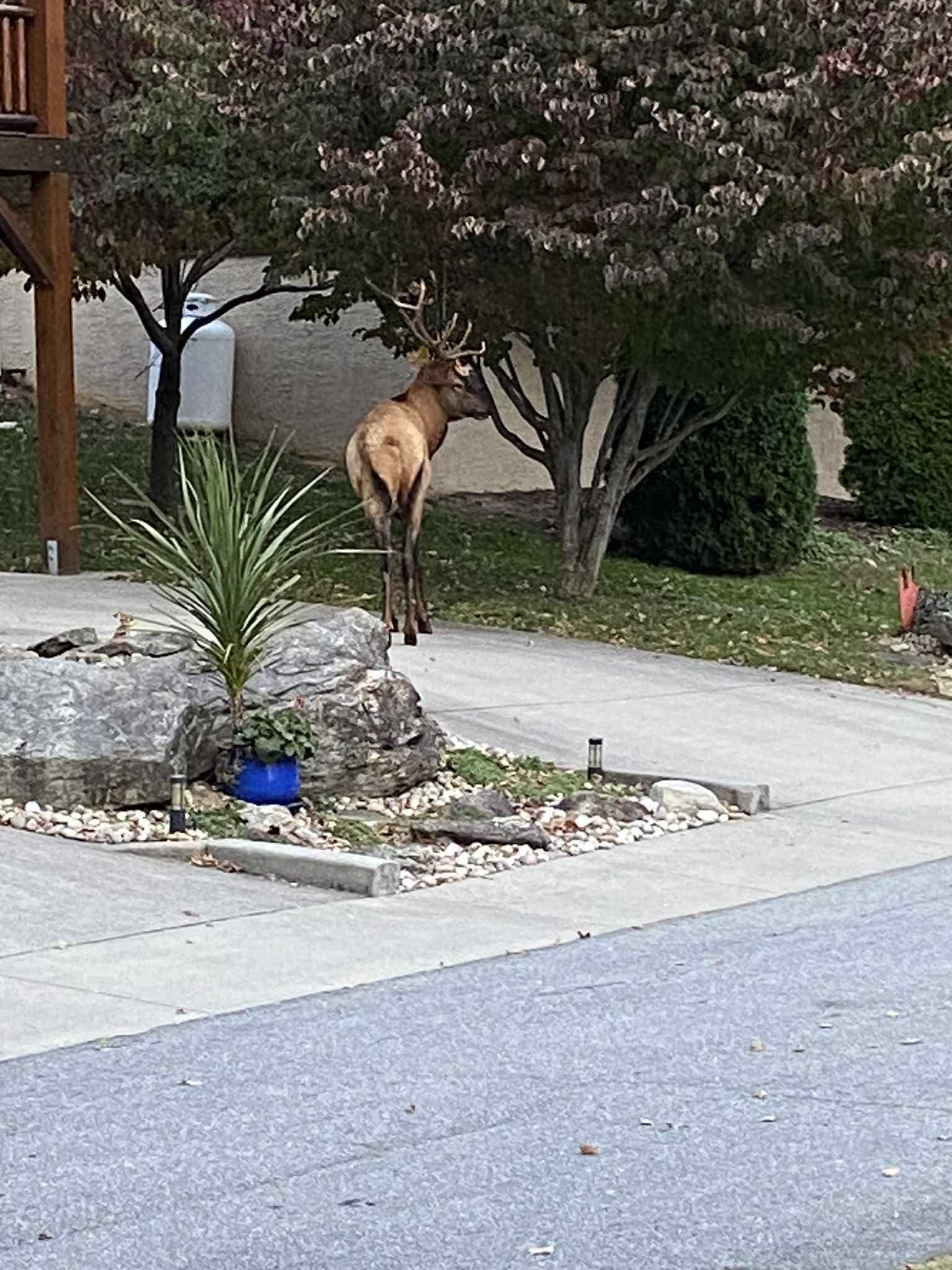 Walked right through the Yard and across  the street...❤️