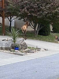 Walked right through the Yard and across the street...❤️