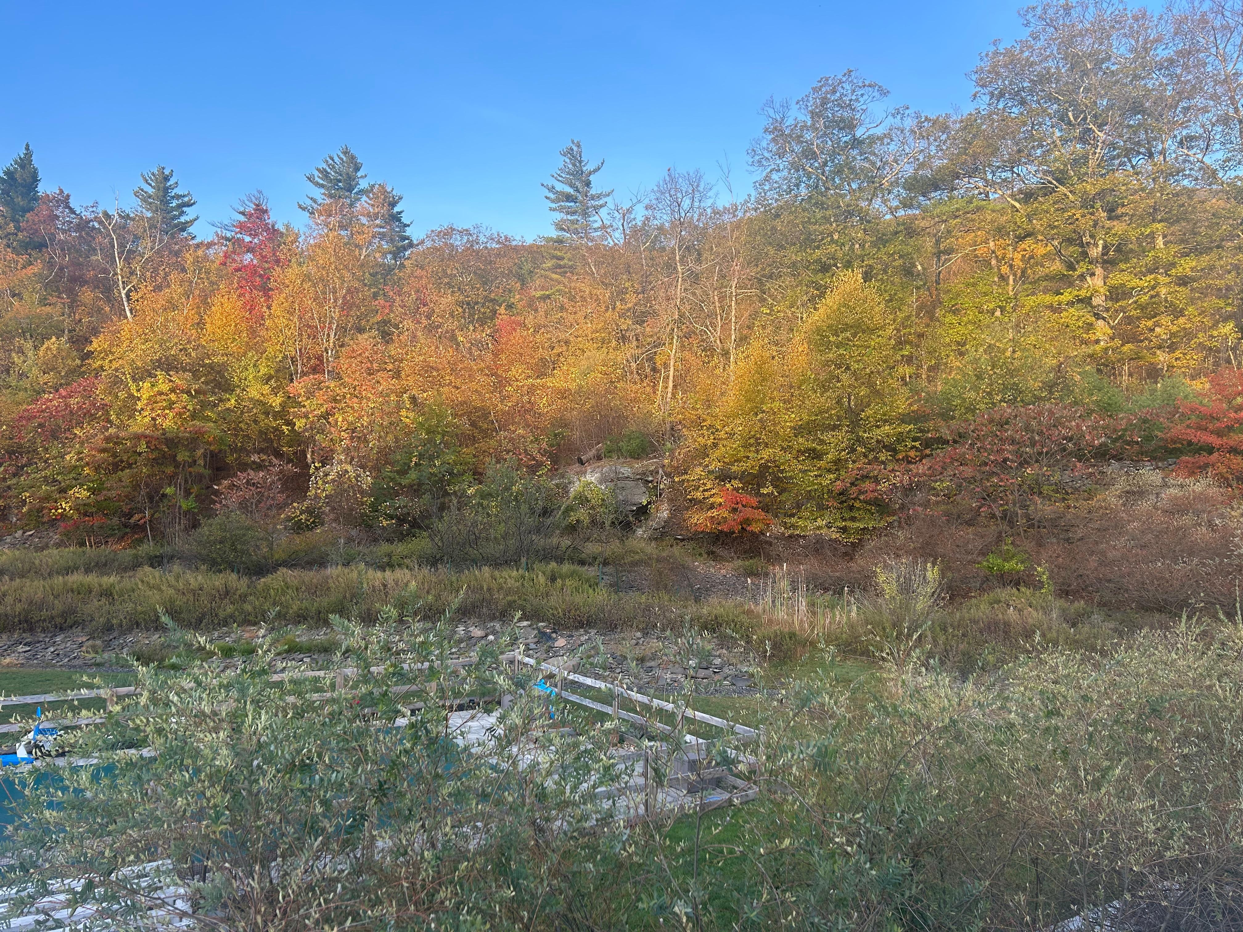View of the backyard
