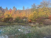 View of the backyard