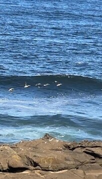 Loved the pelicans, too