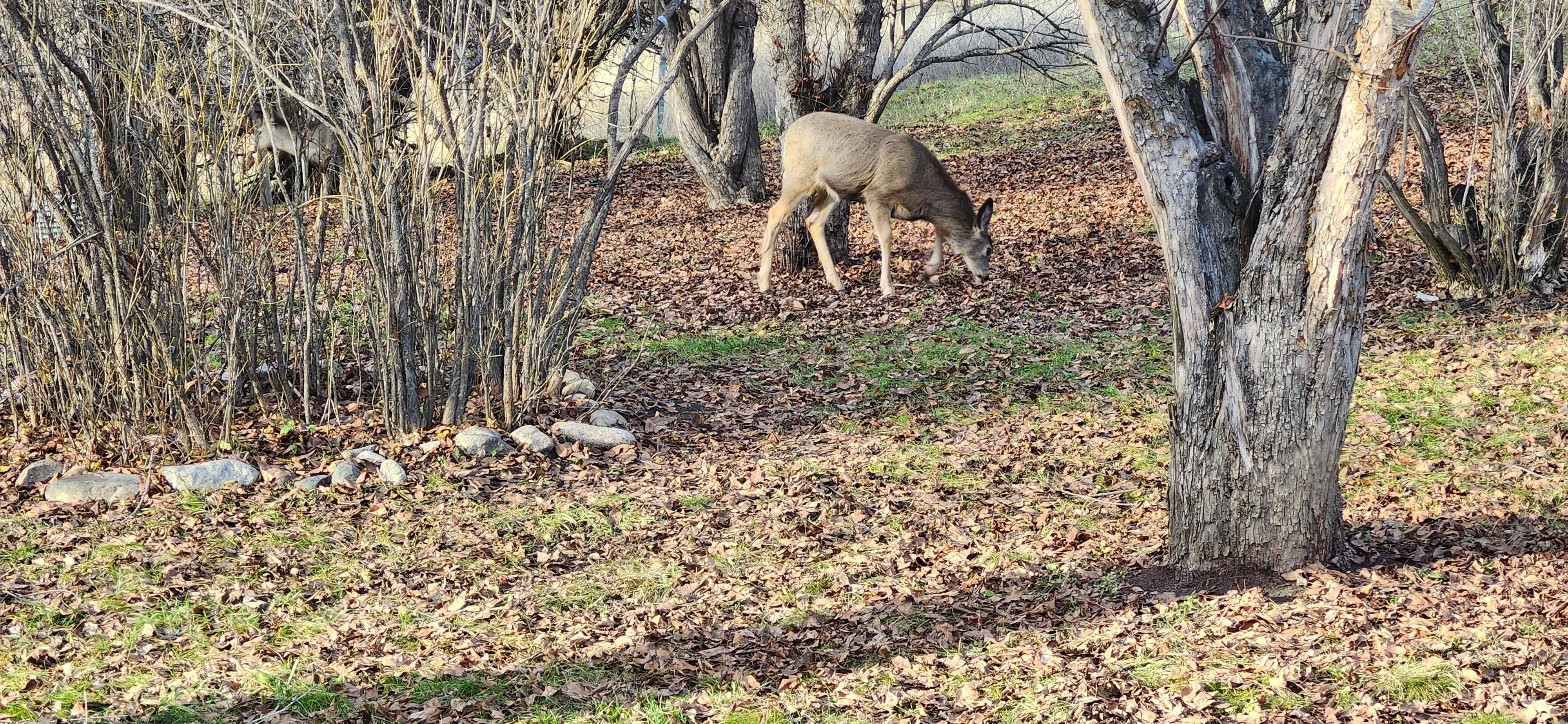 A visit from the deer in the afternoon.