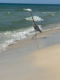Love area wildlife