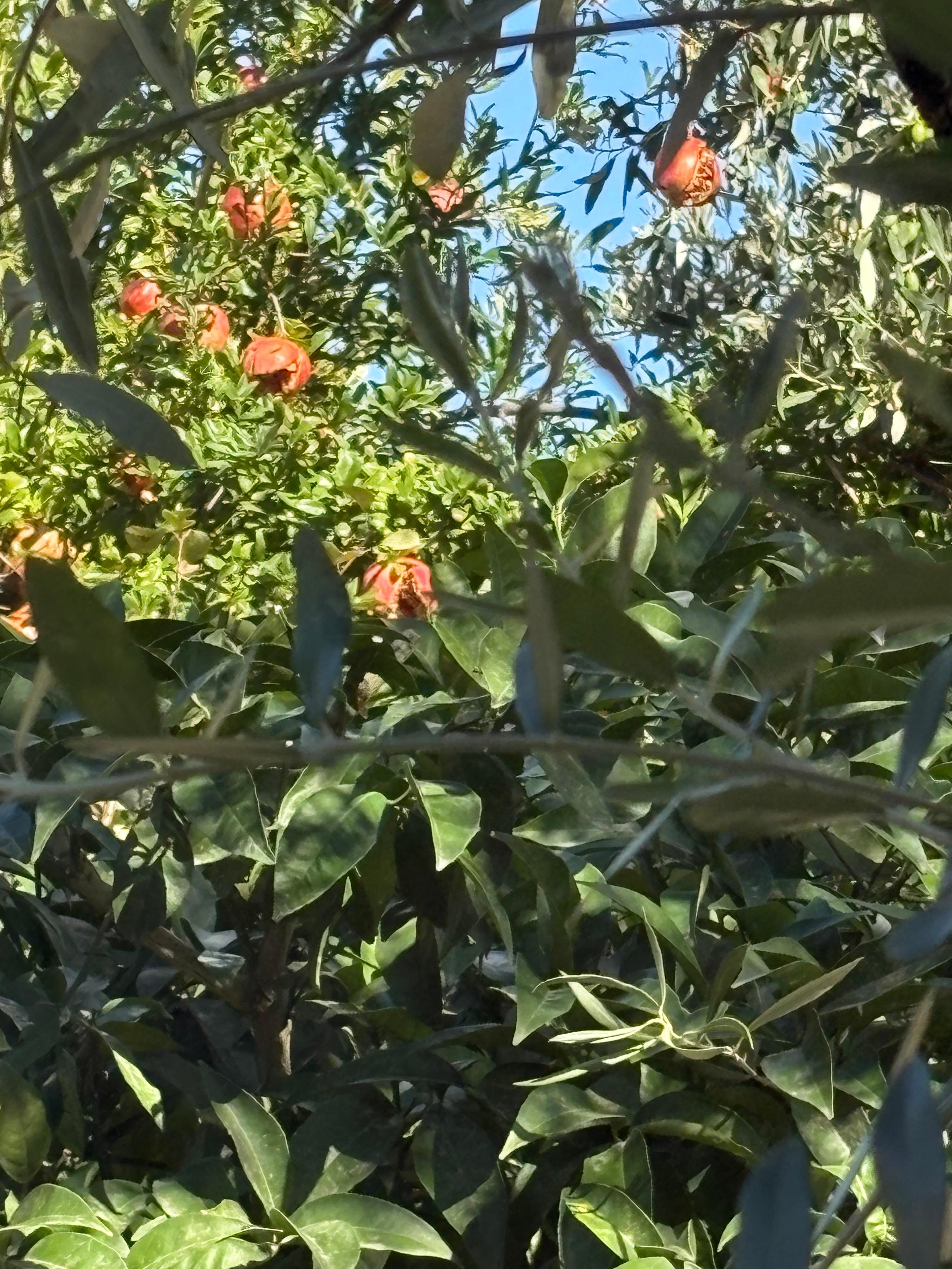 Lots of olive, grape and even pomegranate trees on property!