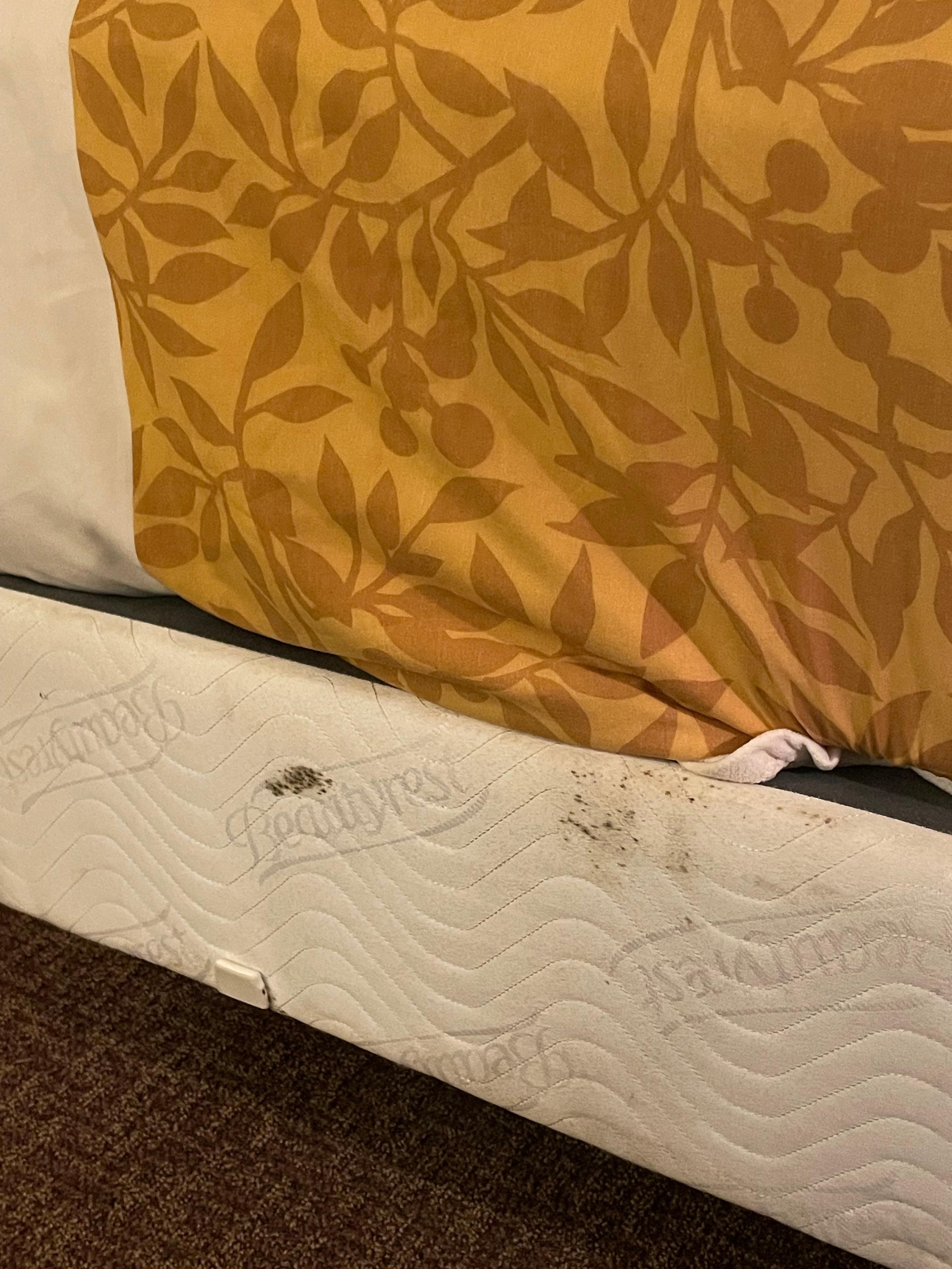 disgusting box spring 