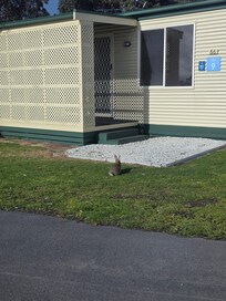 Cute rabbits around the property