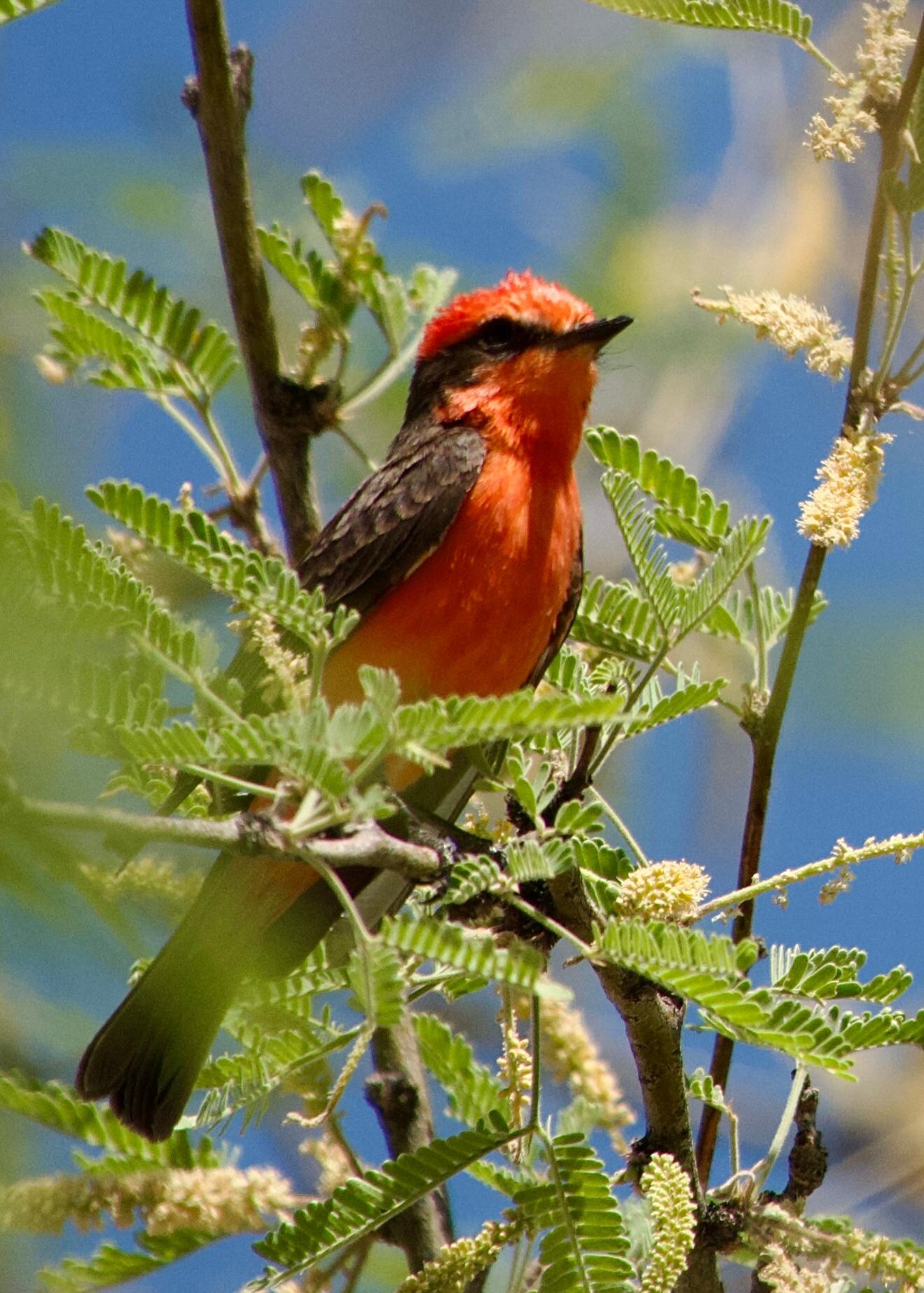 Vermilion Flycathcher