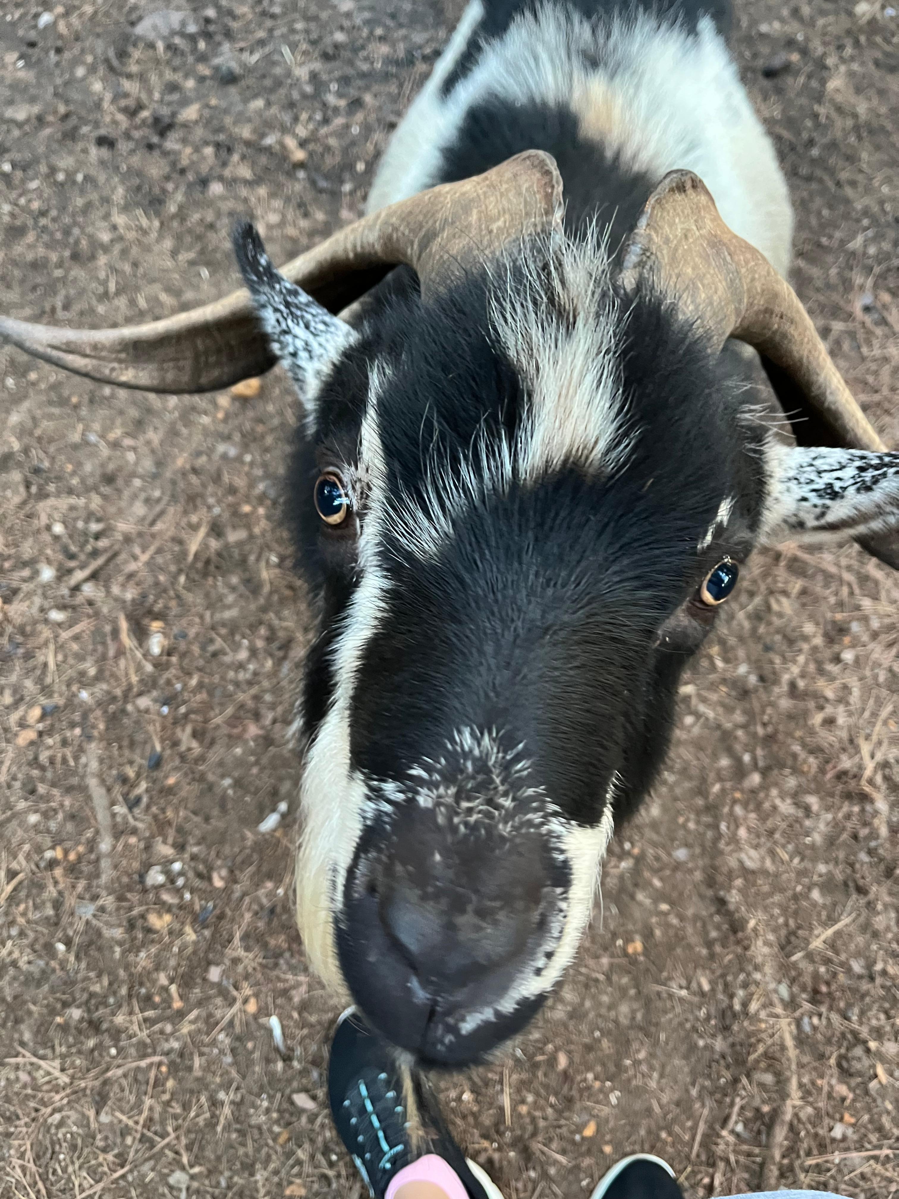 Very friendly Billy goat. 