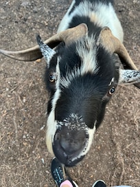 Very friendly Billy goat.