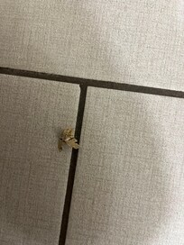 Wasp