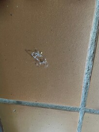 Living room floor was not cleaned.