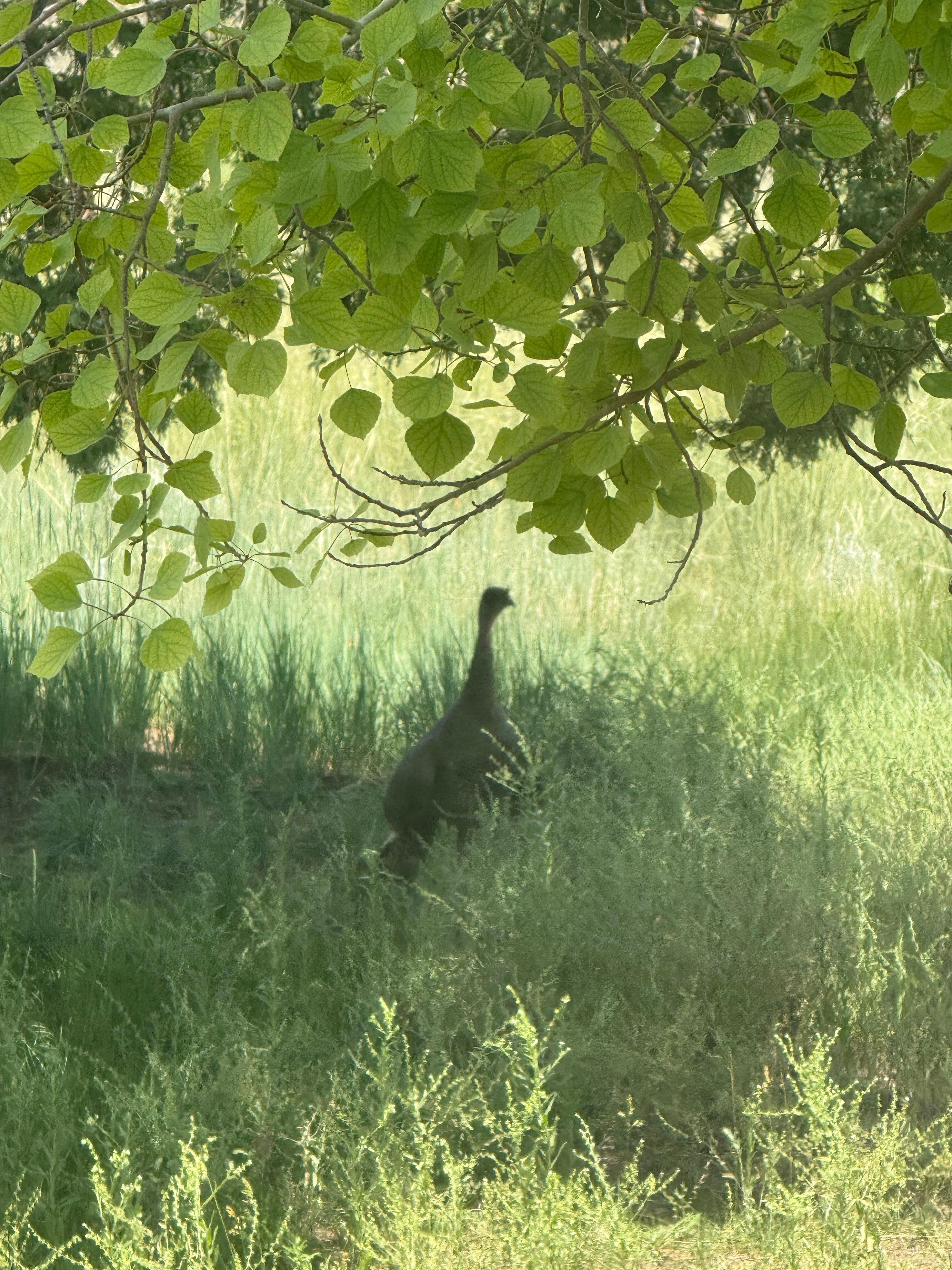 Wild turkey 