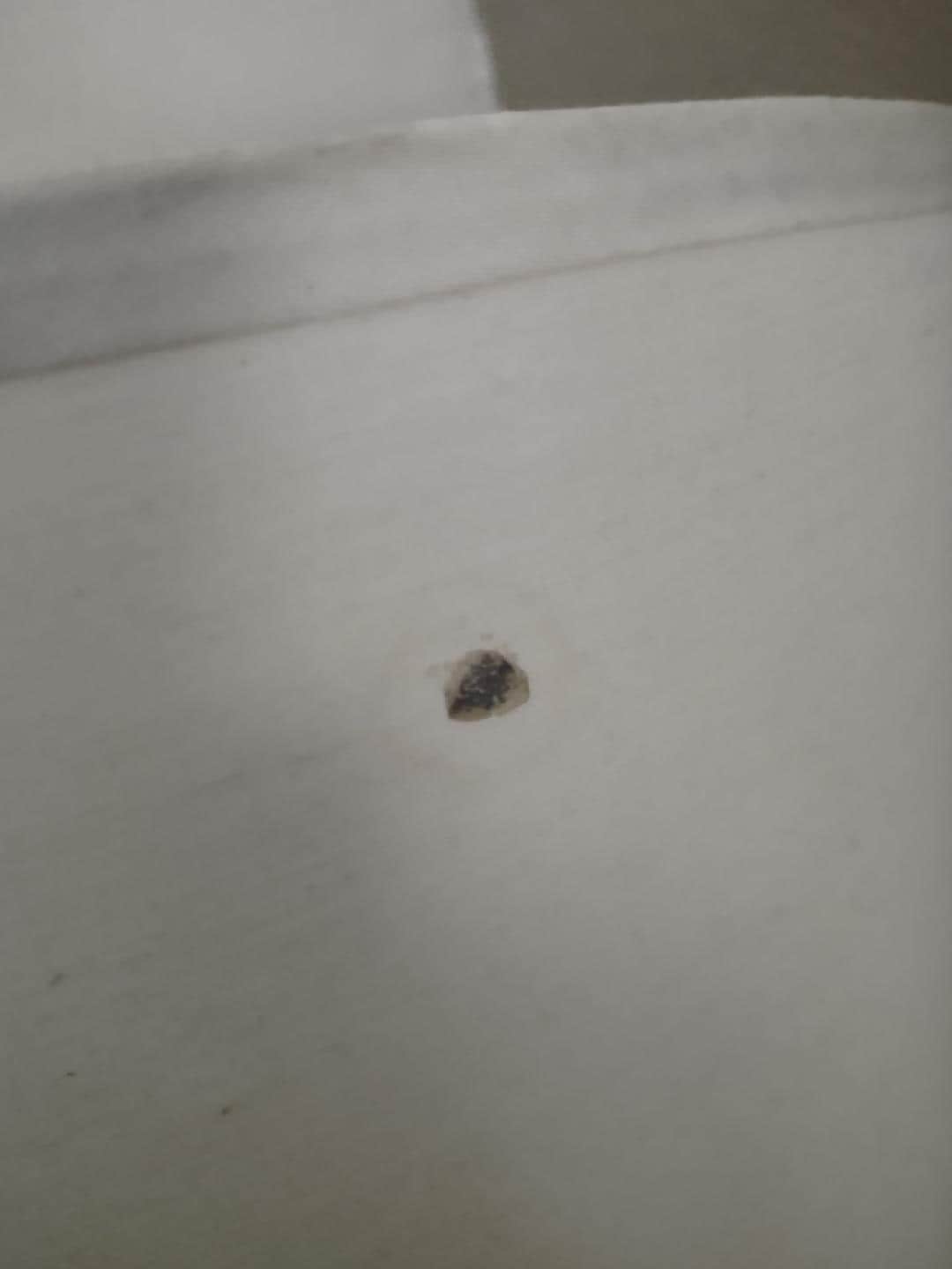 Crushed roach on lampshade
