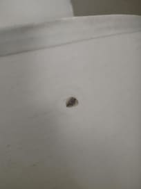 Crushed roach on lampshade