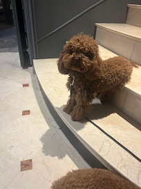 Hotel greeter