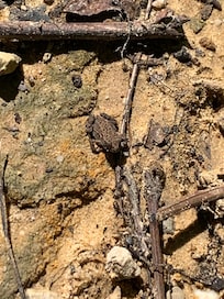 Baby toad I happened upon while walking my dog.