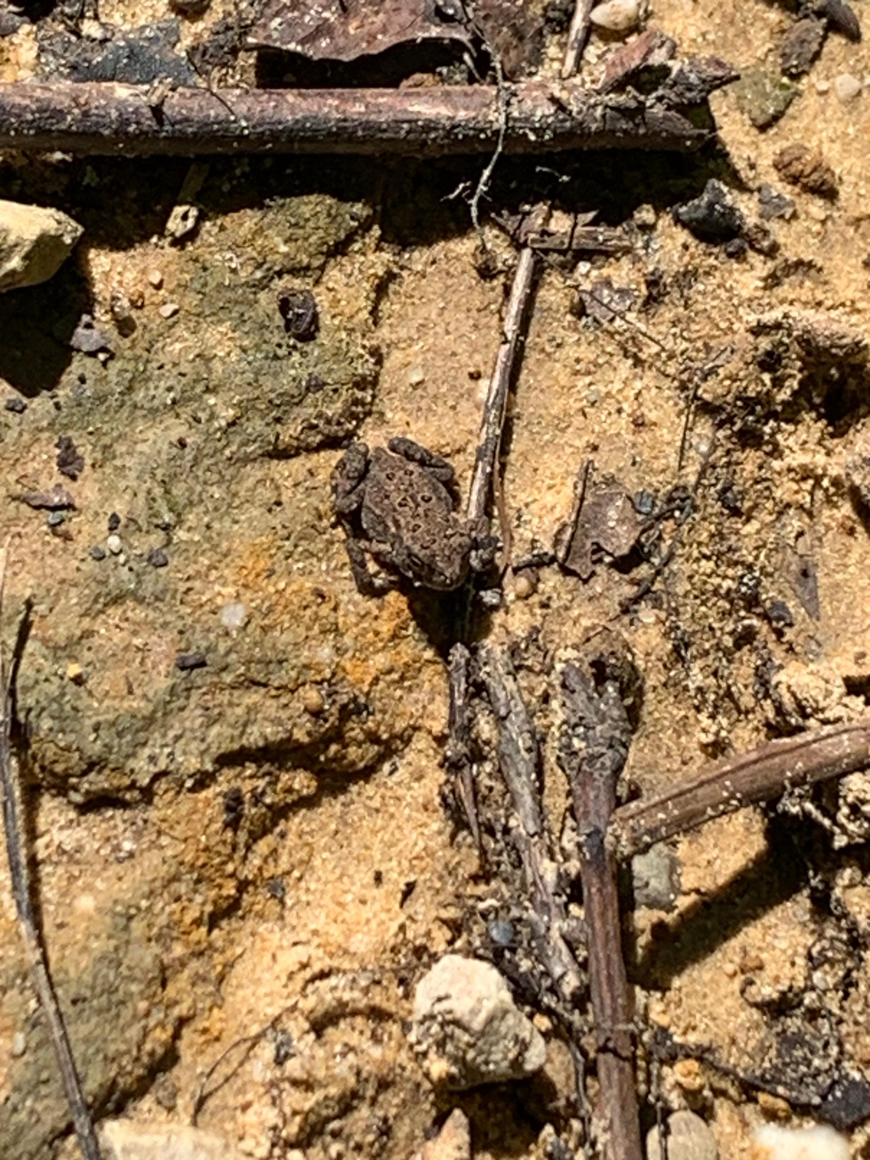 Baby toad I happened upon while walking my dog.