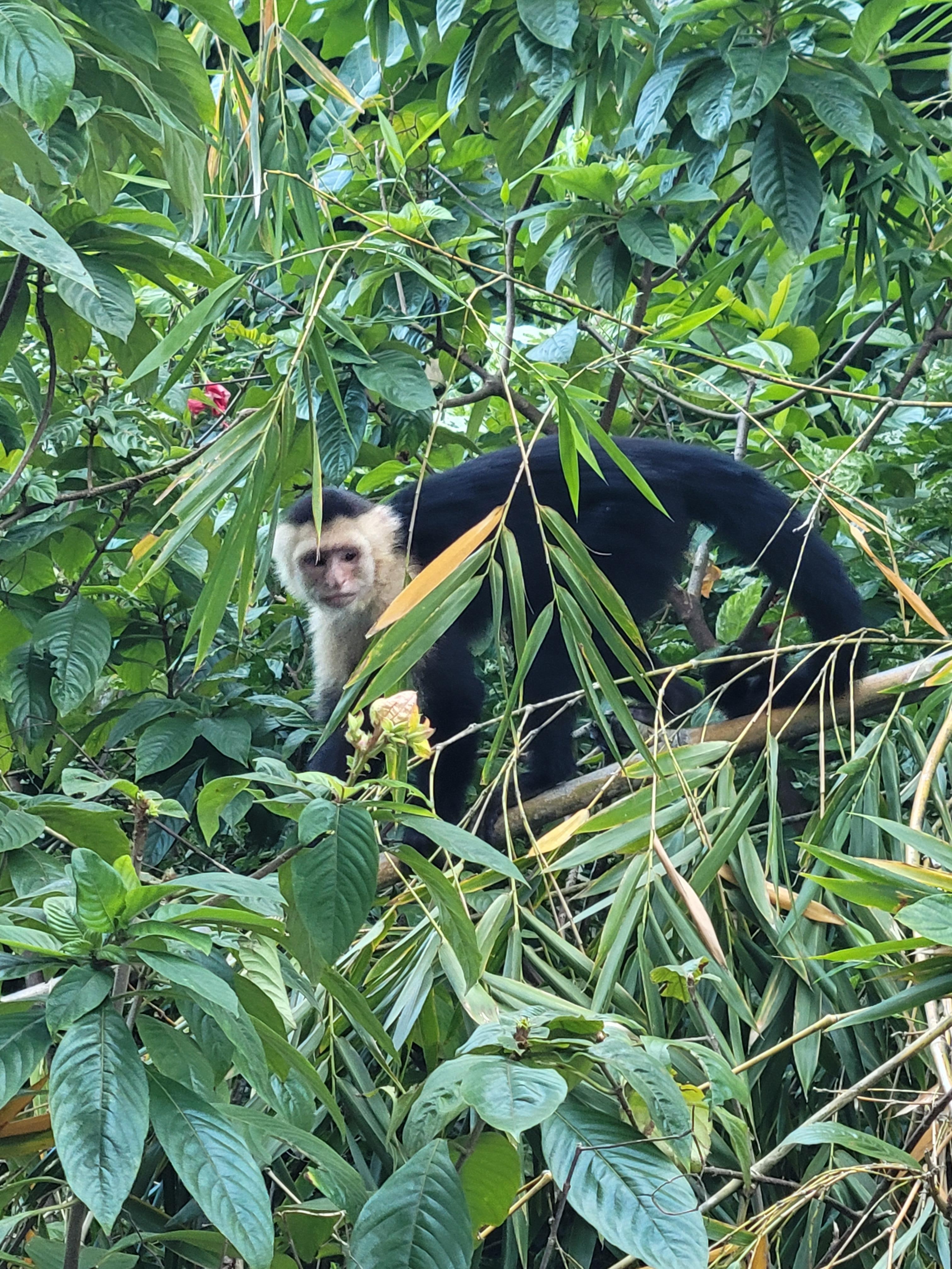 Capuchin monkey at Shana