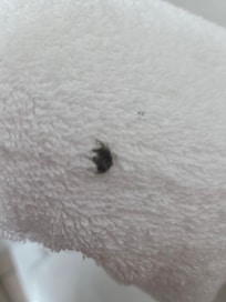 On one of the clean towels