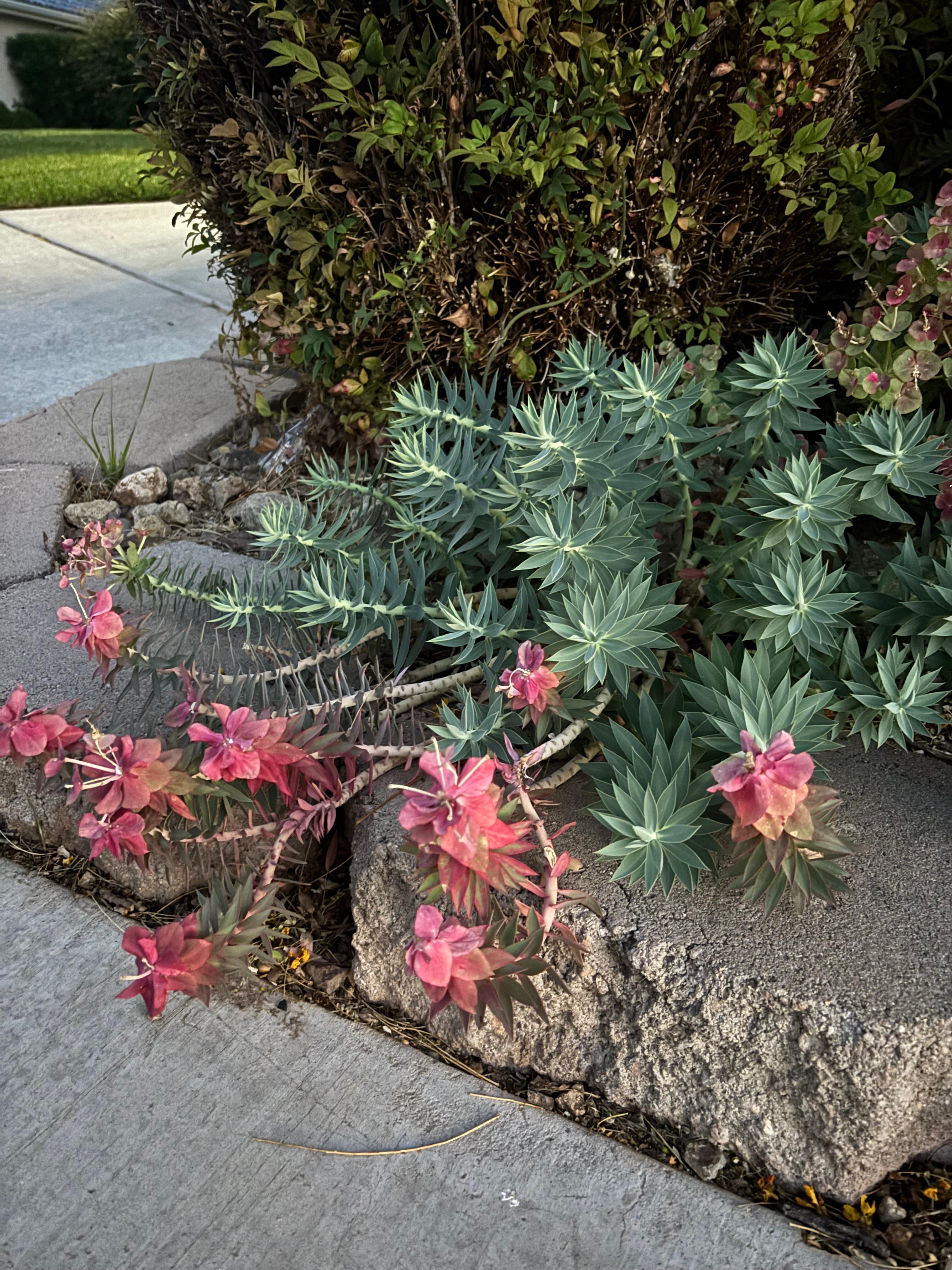 Beautiful landscaping