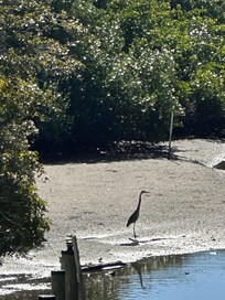 Great bird watching