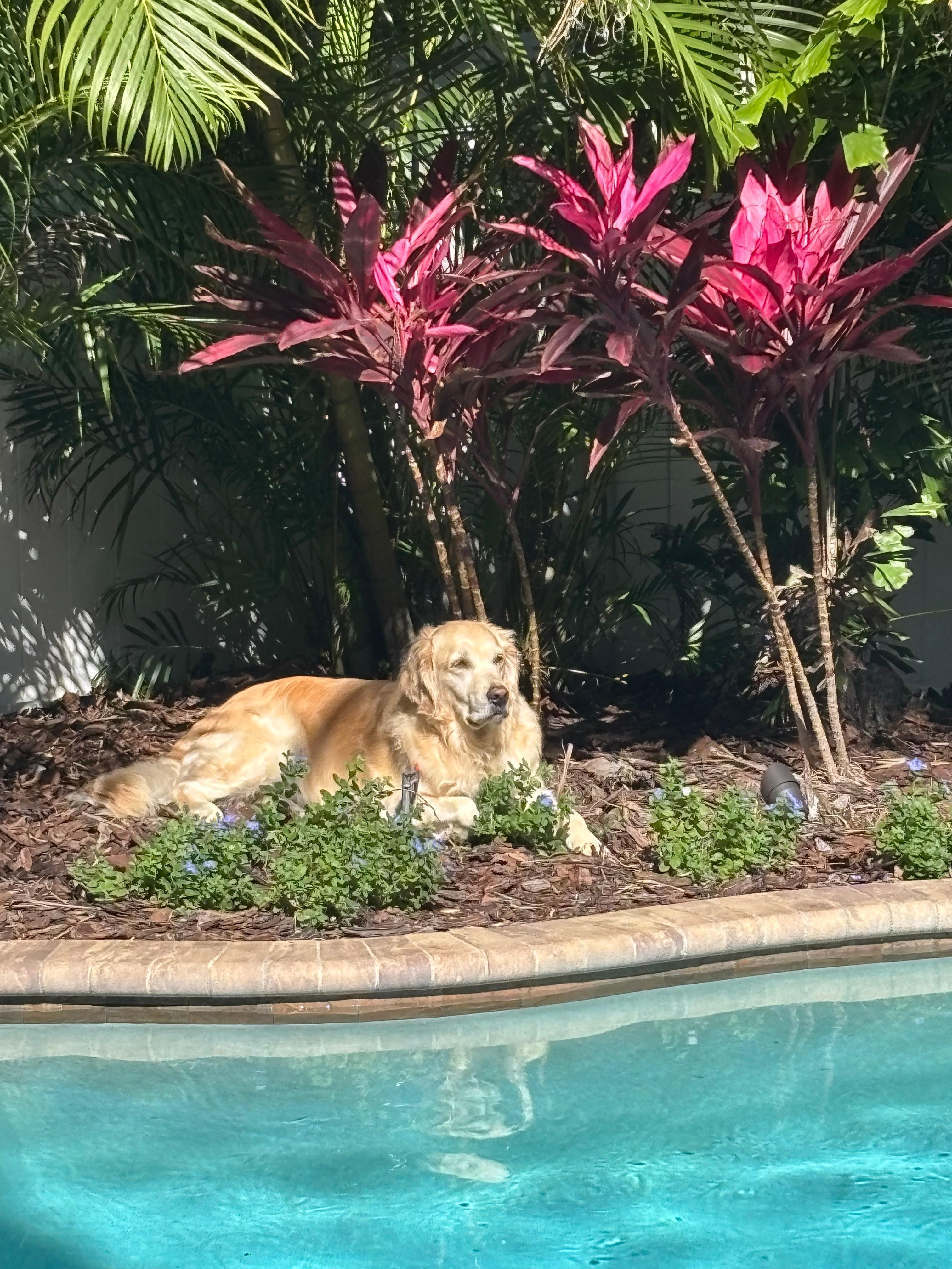 She couldn’t get enough sun, but don't ask her to get in the water.😂🥴
