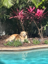 She couldn’t get enough sun, but don't ask her to get in the water.😂🥴