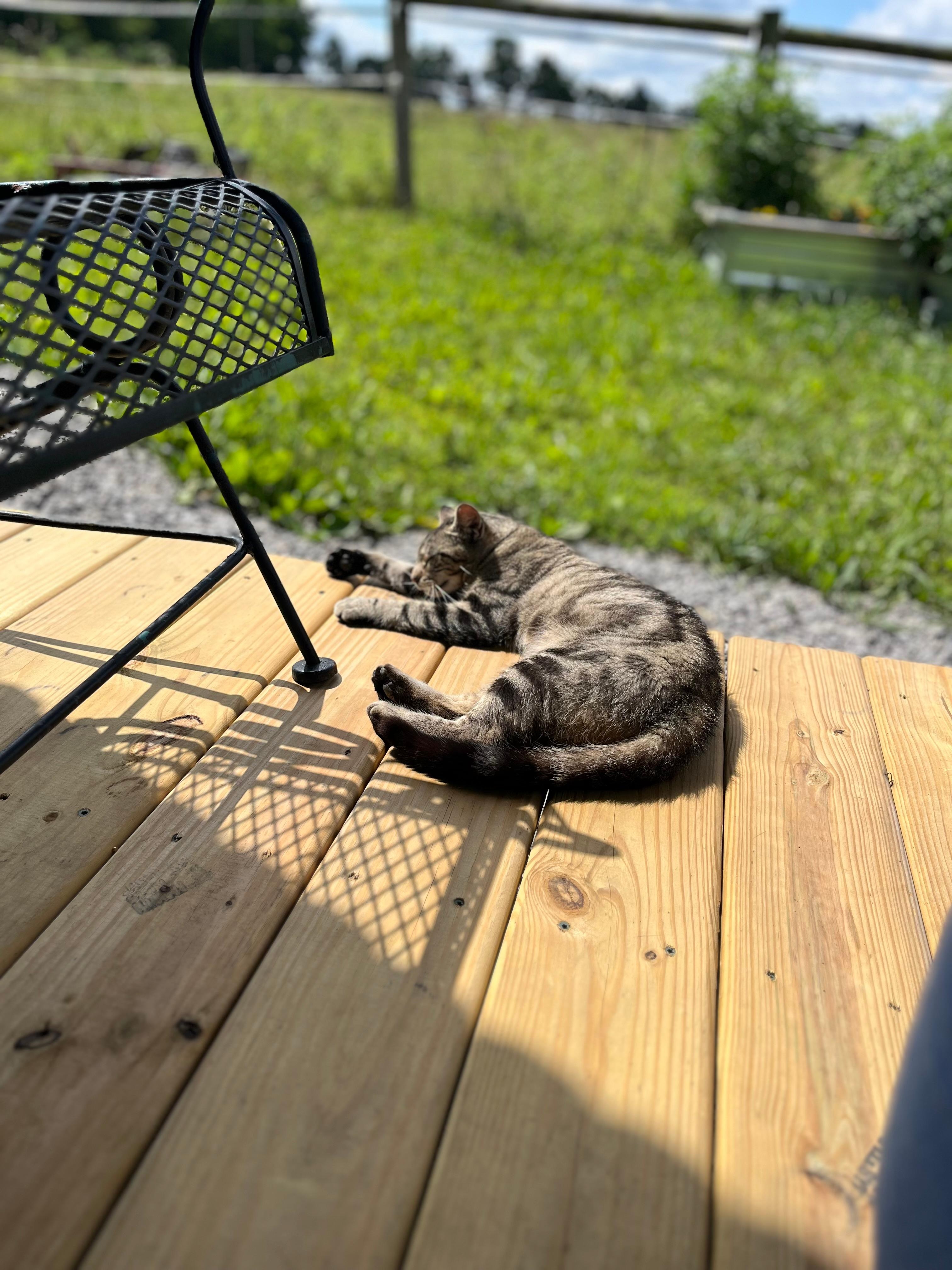 Bobbie sunbathing while we read outside