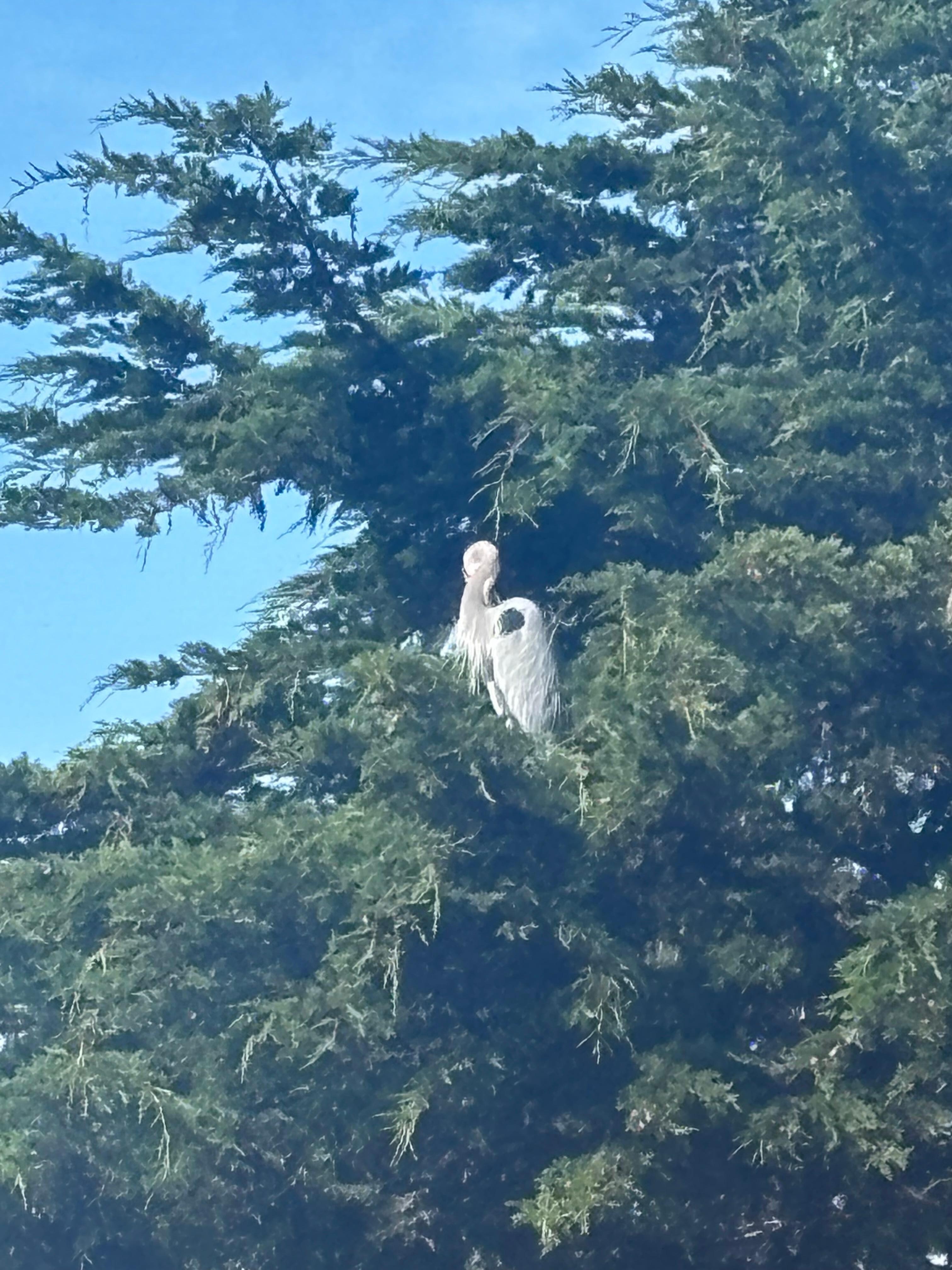 Giant herrings? adjacent to the house