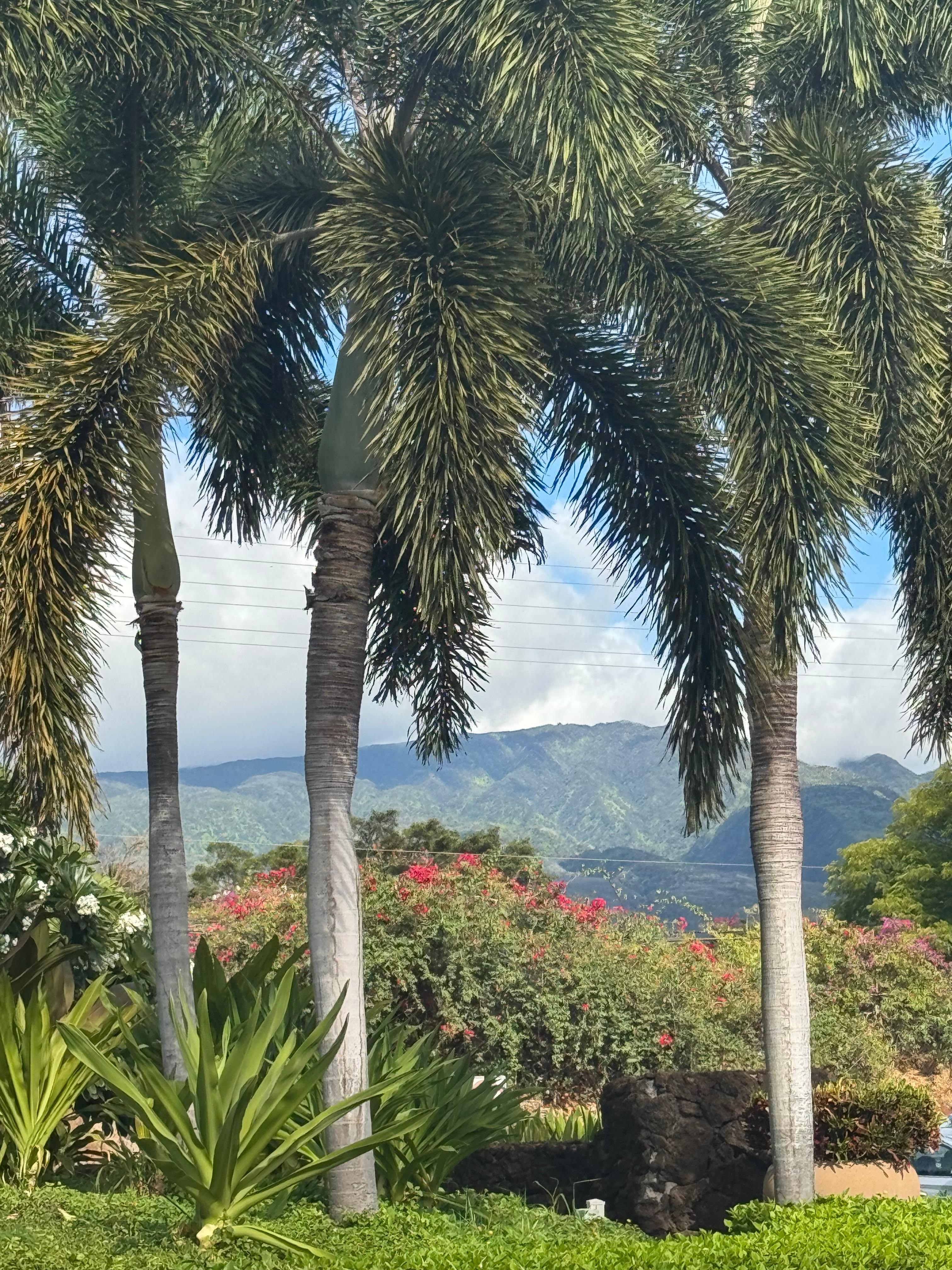 Waiting for the trolley