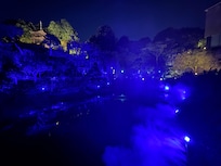 Night view of garden