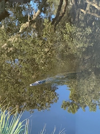 Gator #2 on patrol