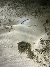 puffer fish
