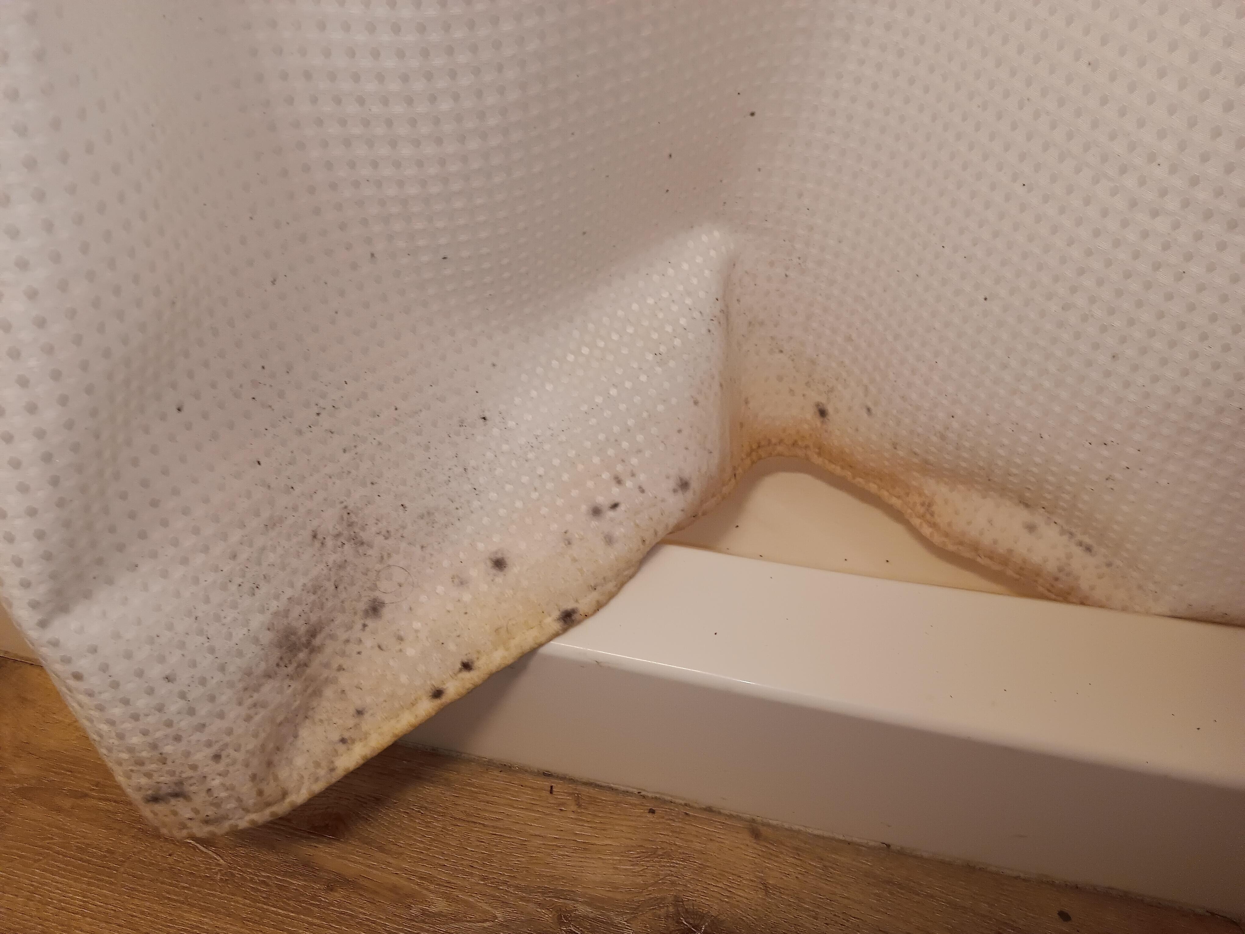 Mold on the shower curtian