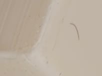 Short and long black hairs throughout bathtub and on floor.
